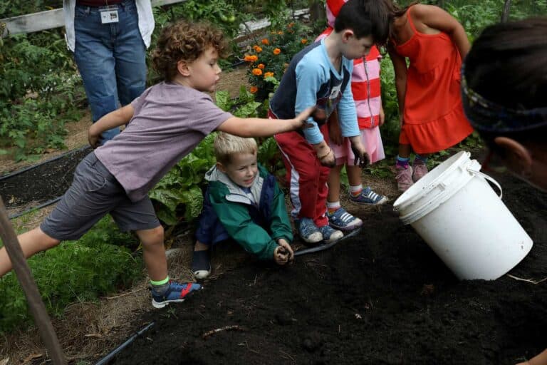 Students use their hands to dig for potatoes in the school garden